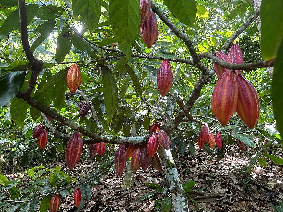Der Ursprung der Schokolade - Die Anfänge in Mittelamerika